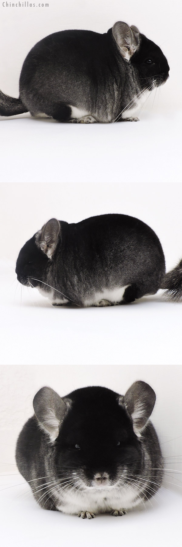 17128 Blocky Brevi Type Show Quality Black Velvet Male Chinchilla