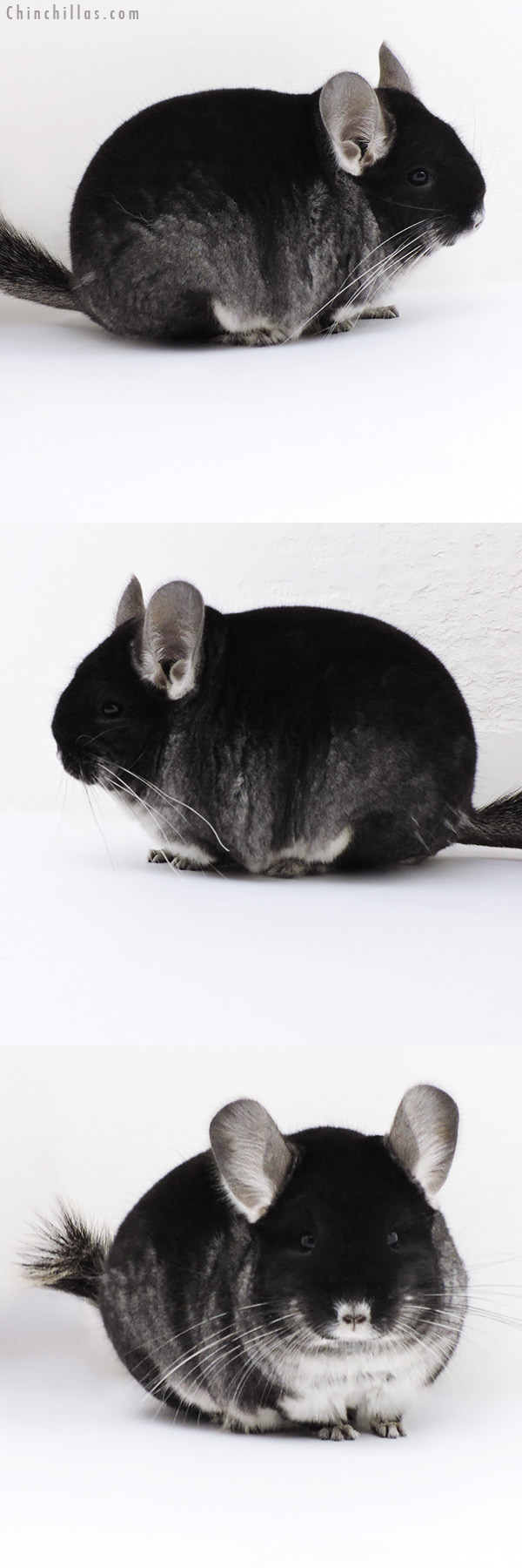 17413 Blocky Show Quality Black Velvet Female Chinchilla