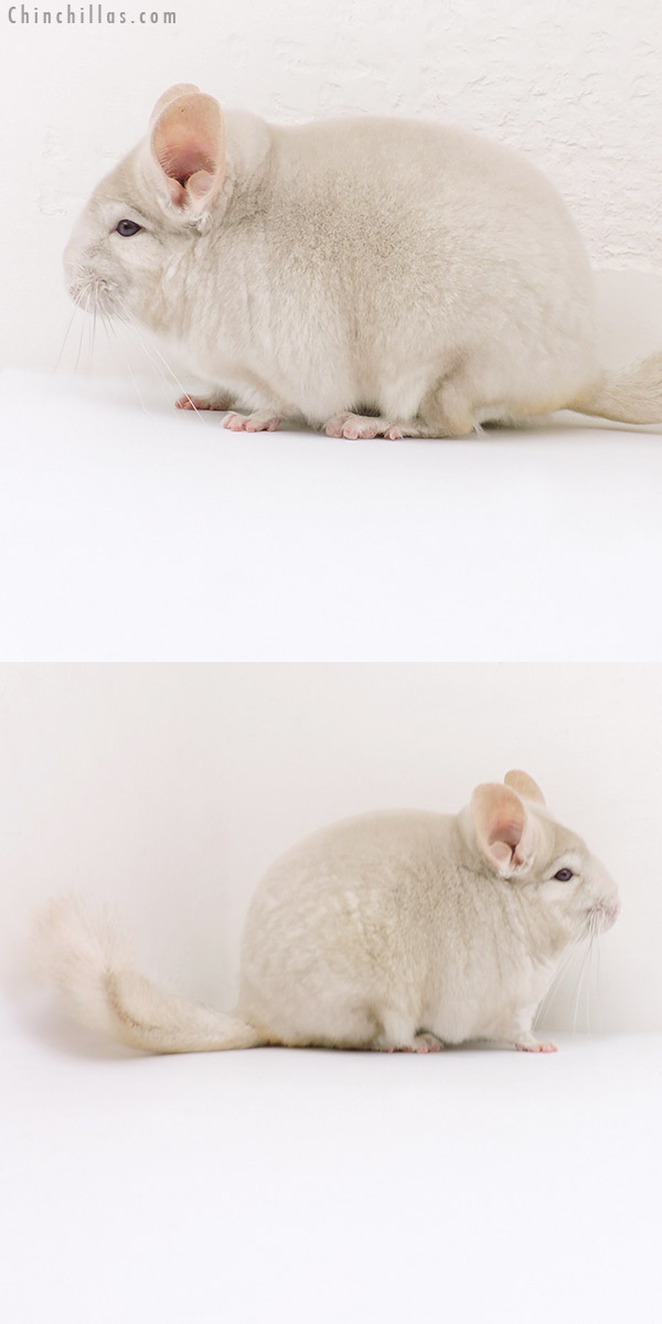 18151 Blocky Herd Improvement Quality Homo Beige Male Chinchilla