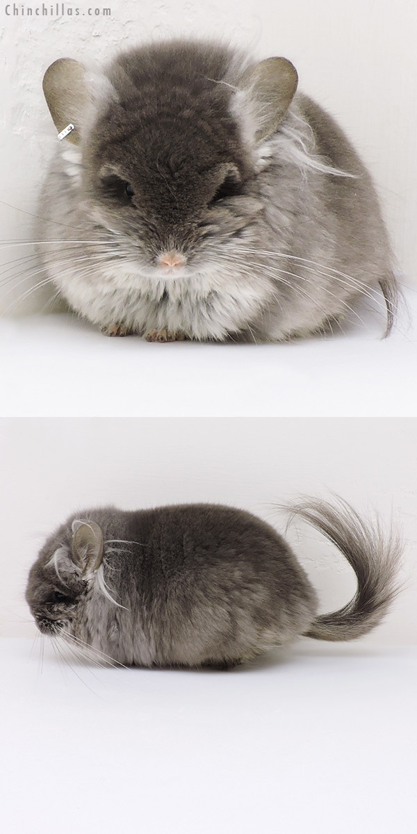 Chinchilla or related item offered for sale or export on Chinchillas.com - 18241 Large Exceptional TOV Violet G2 Royal Persian Angora Male Chinchilla
