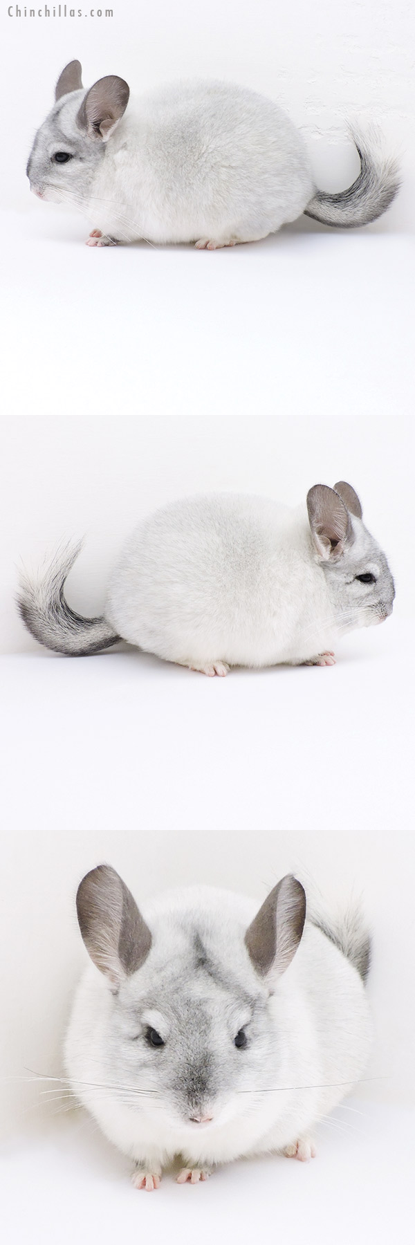 19022 Show Quality White Mosaic Female Chinchilla