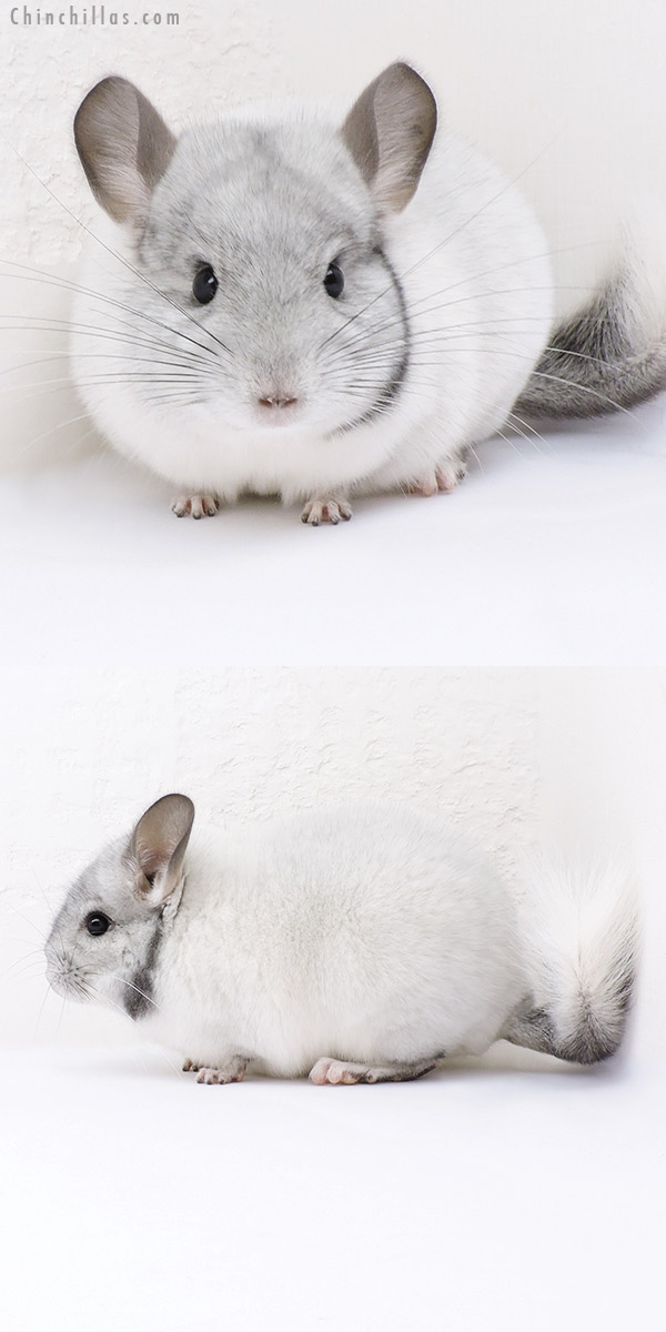 19048 Show Quality Unique White Mosaic Male Chinchilla