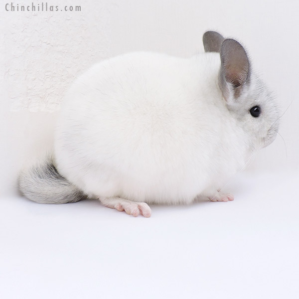 19074 Show Quality White Mosaic Male Chinchilla