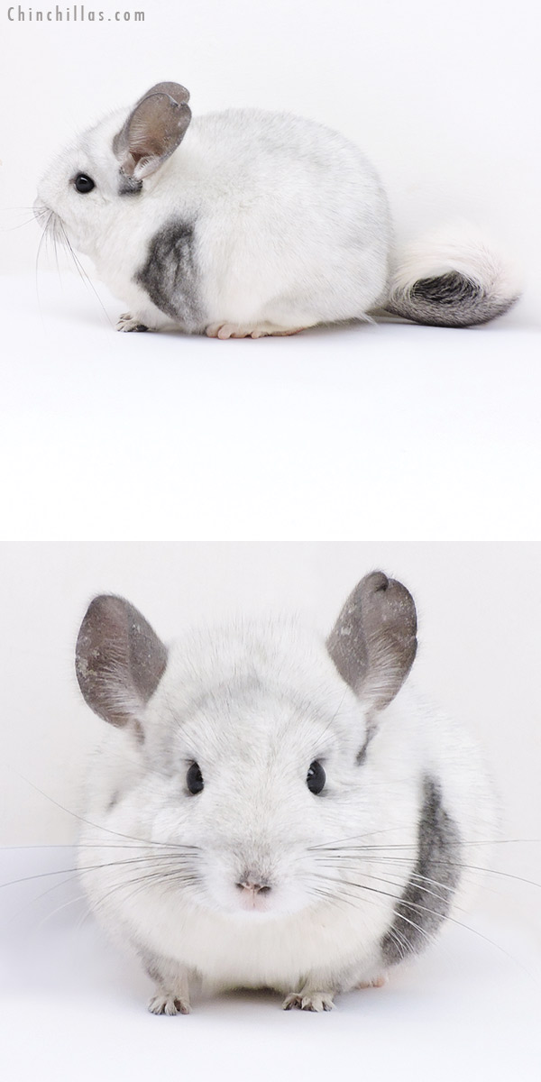 19081 Show Quality Unique White Mosaic Female Chinchilla