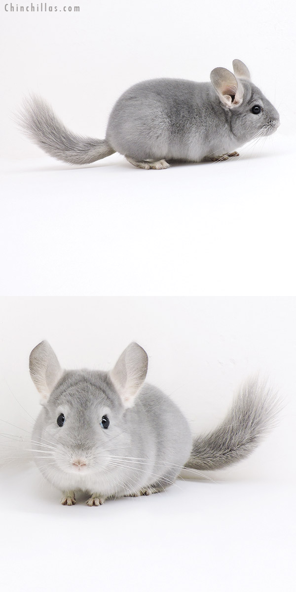 19156 Top Show Quality Blue Diamond Male Chinchilla