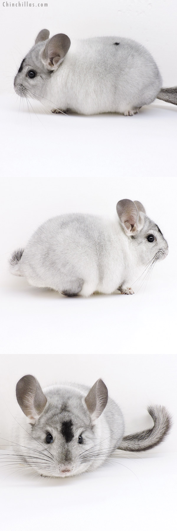 19154 Herd Improvement Quality Extreme White Mosaic Male Chinchilla