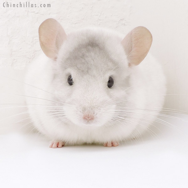 19209 Show Quality Pink White Female Chinchilla