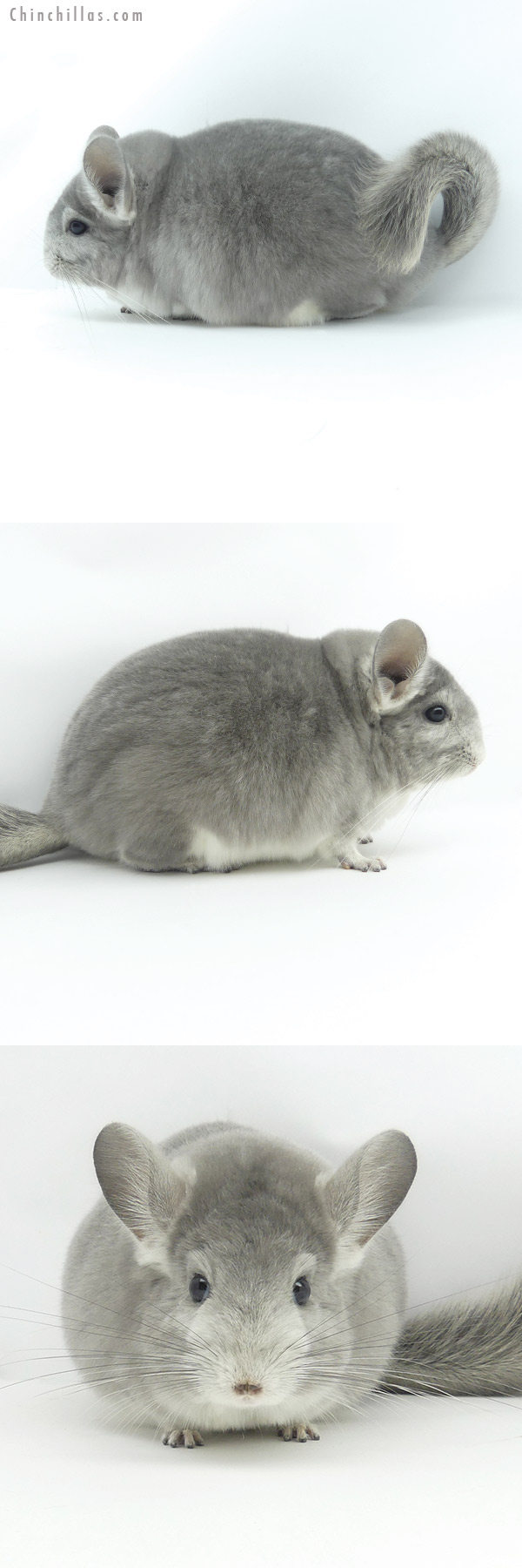 19359 Large Blocky Premium Production Quality Violet Fading White Female Chinchilla