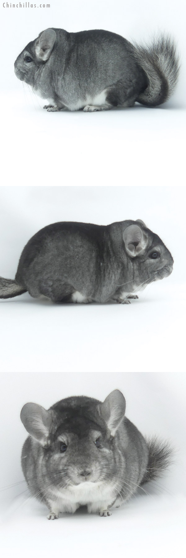 19475 Large Blocky Premium Production Quality Standard Female Chinchilla