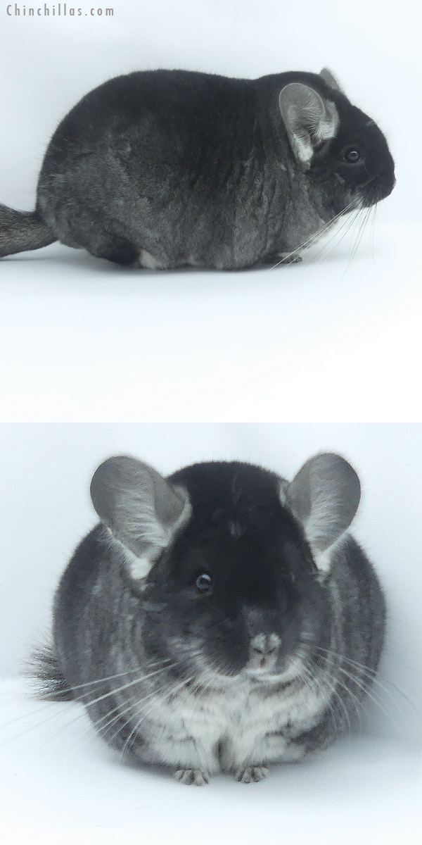 19470 Large Blocky Premium Production Quality Black Velvet Female Chinchilla
