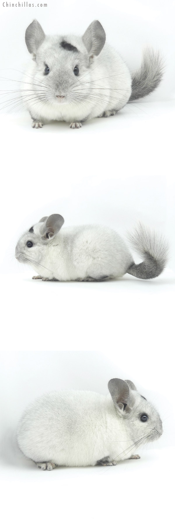 20039 Herd Improvement Quality Unique Ebony & White Mosaic Male Chinchilla