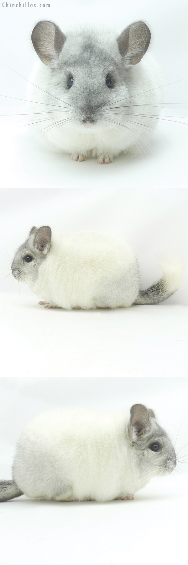 20107 Large Blocky Premium Production Quality White Mosaic Female Chinchilla