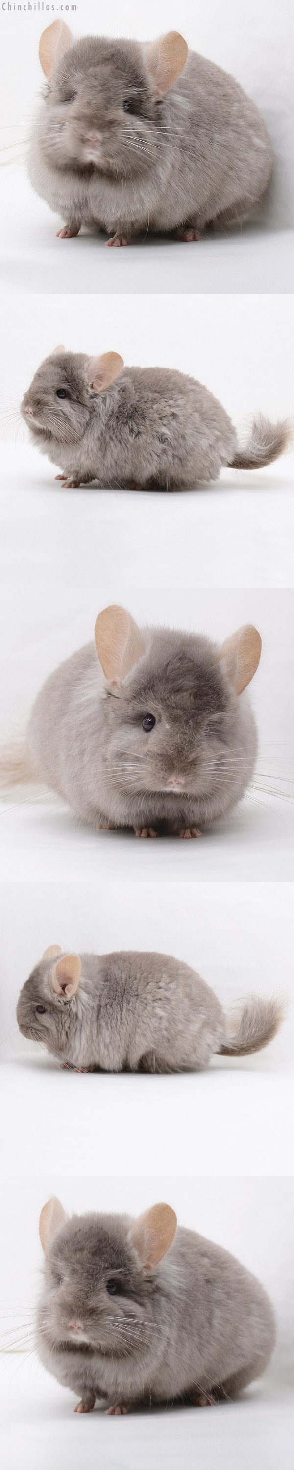 20233 Tan ( Locken Carrier ) Royal Persian Angora Male Chinchilla