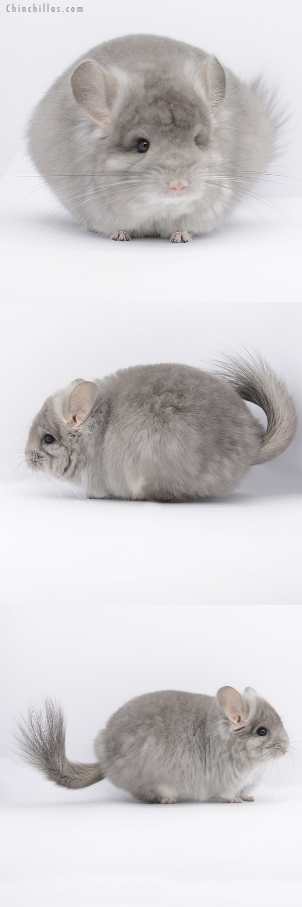 20264 Rare Violet Fading White Royal Persian Angora Female Chinchilla