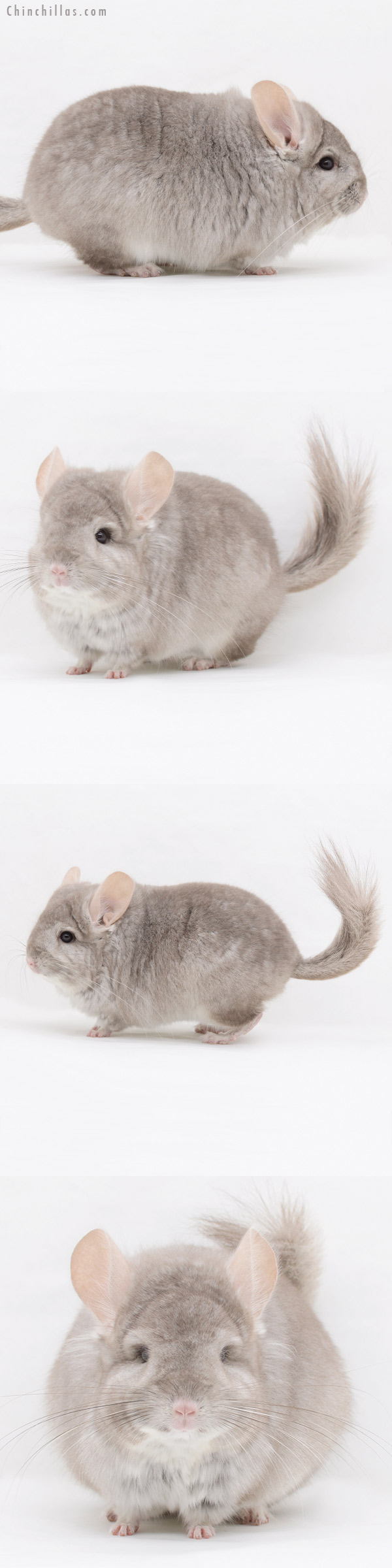 20252 Blocky Beige Royal Persian Angora Male Chinchilla