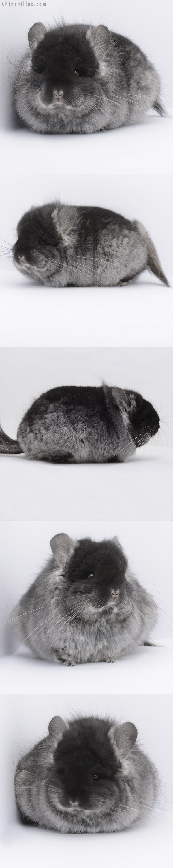 20249 Large Blocky Brevi Type Black Velvet Royal Persian Angora Female Chinchilla