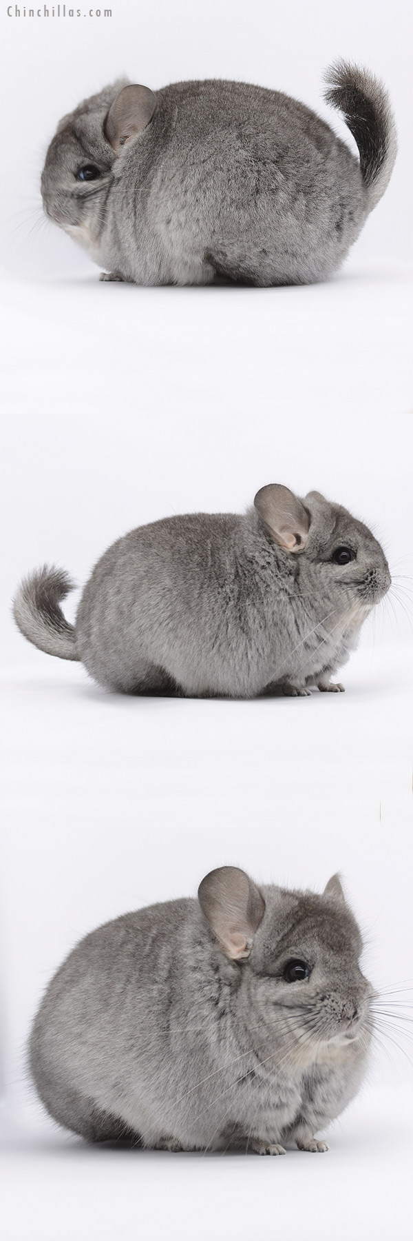 20270 Standard ( Ebony & Locken Carrier ) Royal Persian Angora Female Chinchilla