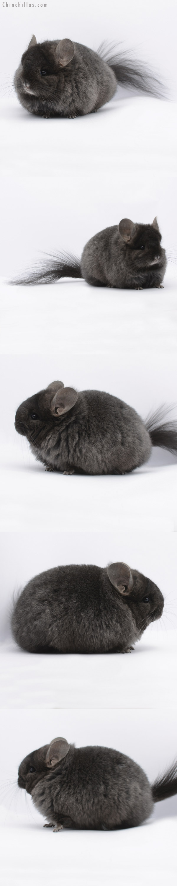 20279 Brevi Type Ebony ( Locken Carrier ) Royal Persian Angora Female Chinchilla