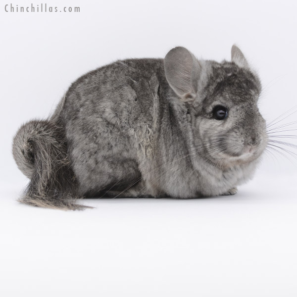 20256 Ebony ( Locken Carrier ) Royal Persian Angora Female Chinchilla