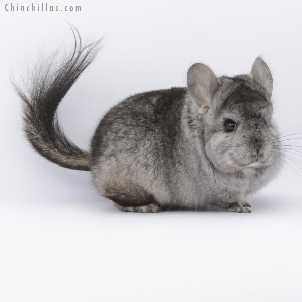 20258 Hetero Ebony Royal Persian Angora Male Chinchilla