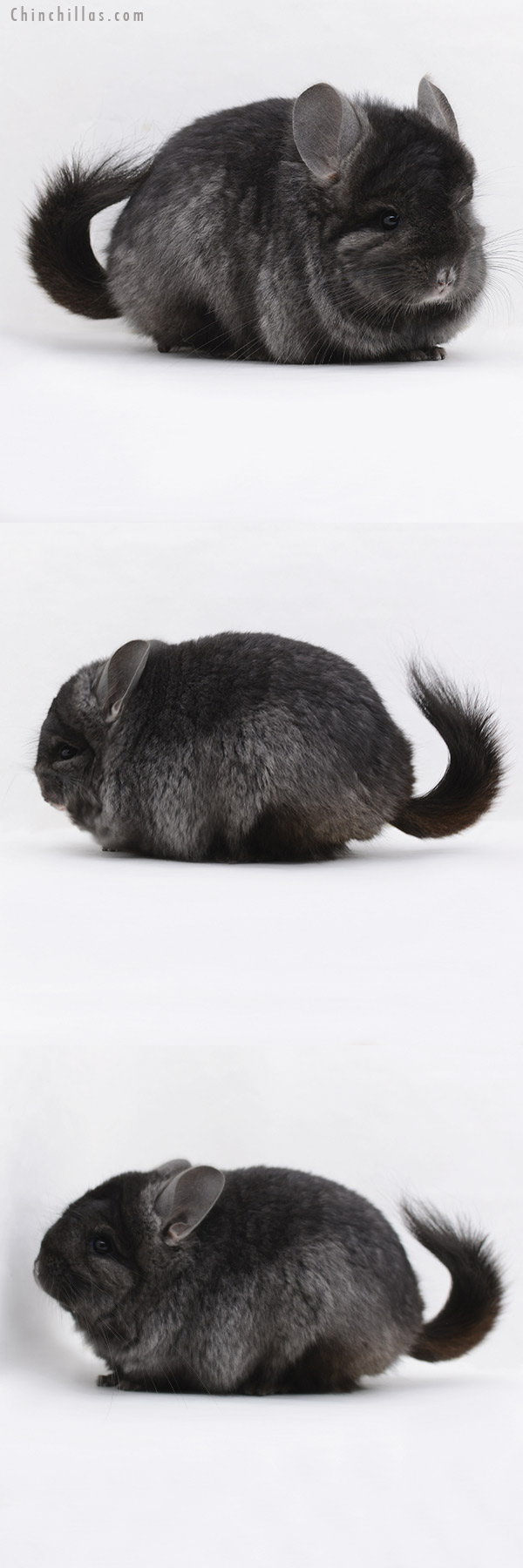 20234 Ebony ( Locken Carrier ) Royal Persian Angora Male Chinchilla