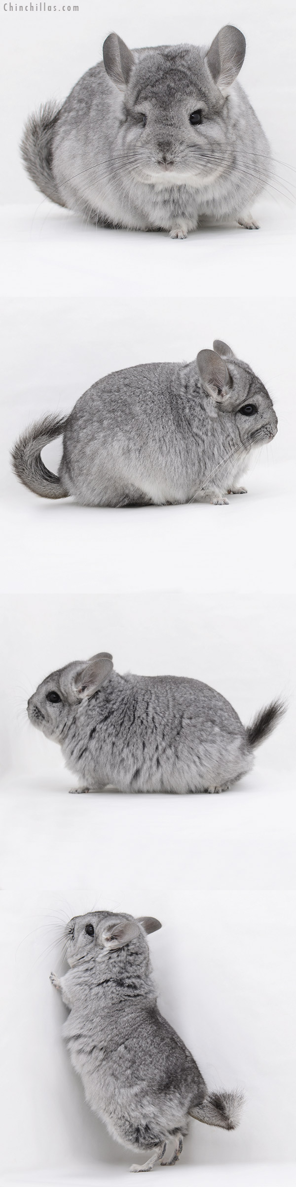 20239 Blocky Standard Royal Persian Angora Female Chinchilla