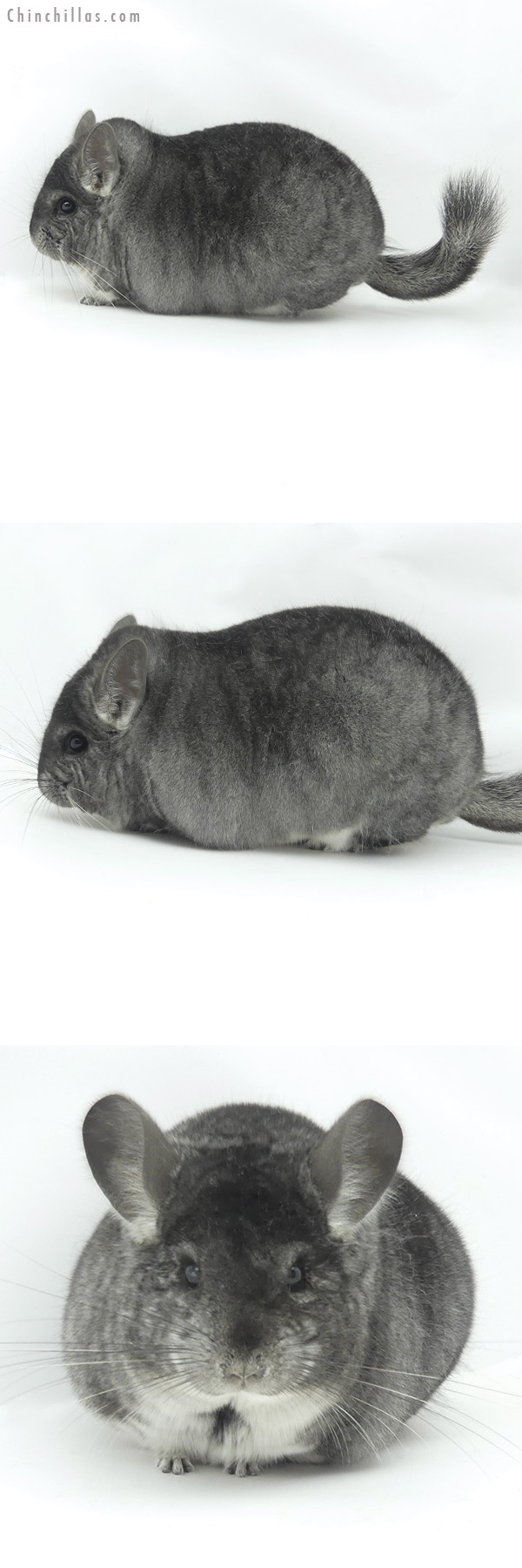 20140 Large Blocky Premium Production Quality Standard Female Chinchilla