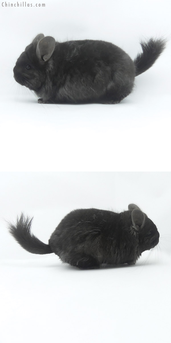19500 Ebony ( Locken Carrier ) Royal Persian Angora Female Chinchilla