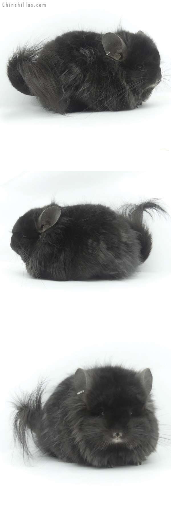 20088 Exceptional Ebony ( Locken Carrier ) G2 Royal Persian Angora Male Chinchilla