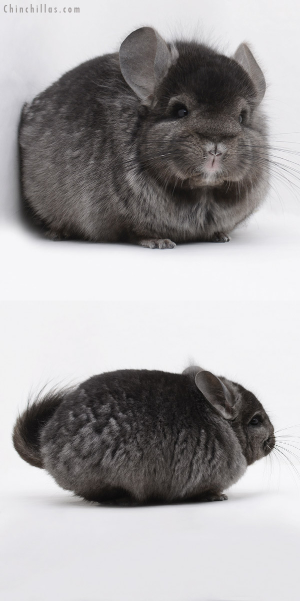 20241 Ebony ( Locken Carrier ) Royal Persian Angora Male Chinchilla