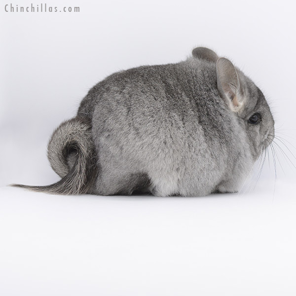 20259 Standard Royal Persian Angora Female Chinchilla