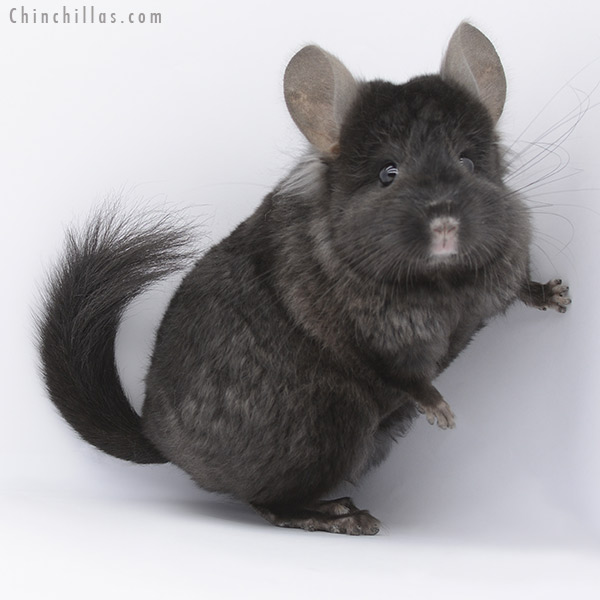 20261 Ebony ( Locken Carrier ) Royal Persian Angora Male Chinchilla