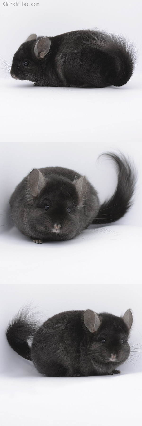 20262 Ebony ( Locken Carrier ) Royal Persian Angora Male Chinchilla