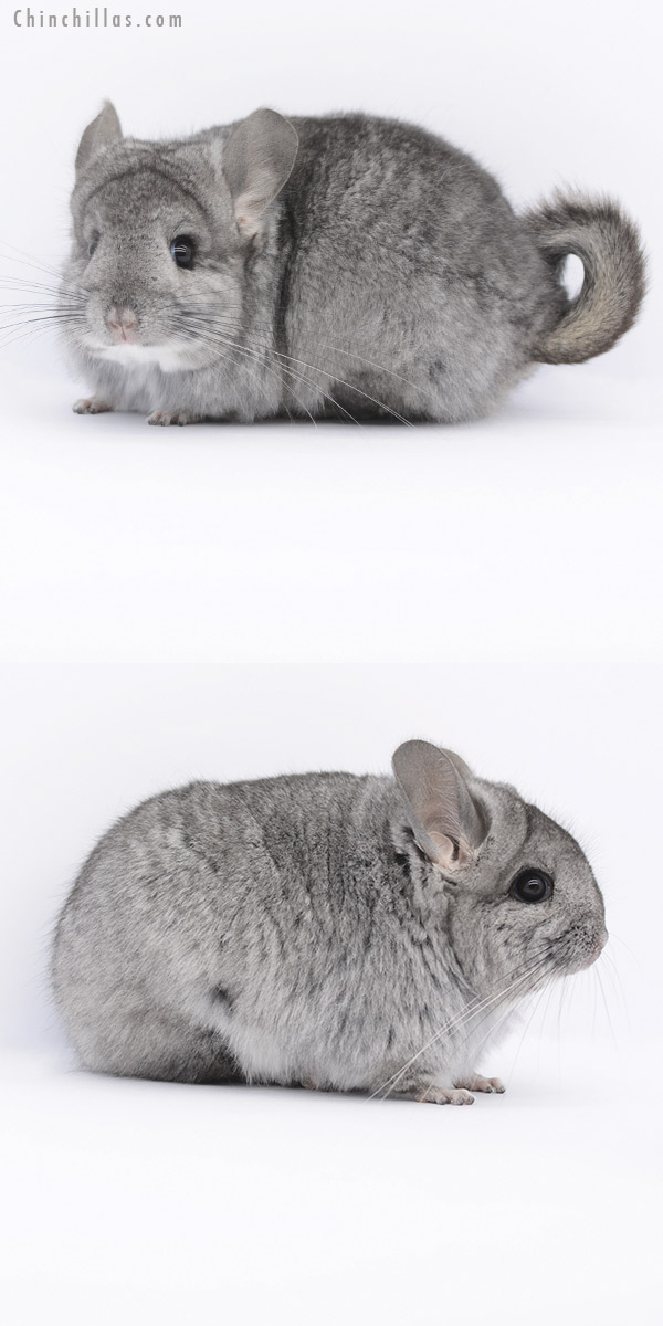 20263 Standard ( Ebony & Locken Carrier ) Royal Persian Angora Female Chinchilla