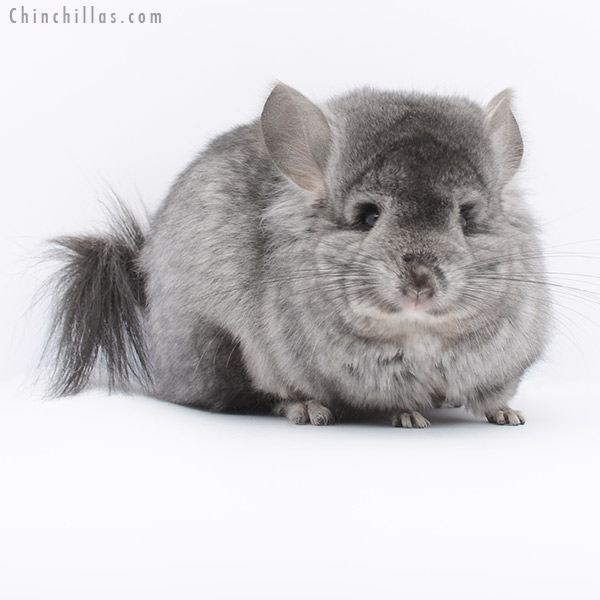 20273 Standard ( Ebony & Locken Carrier ) Royal Persian Angora Female Chinchilla