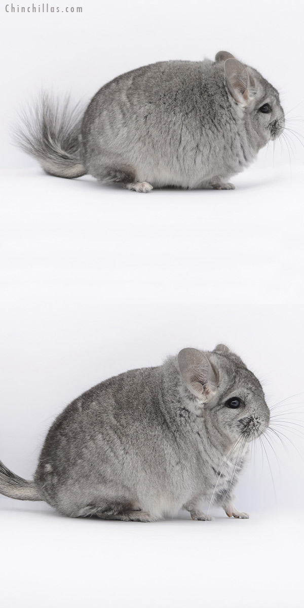 20274 Standard Royal Persian Angora Male Chinchilla