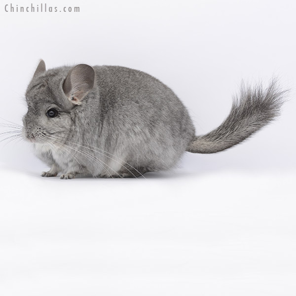 20275 Standard ( Ebony & Locken Carrier ) Royal Persian Angora Female Chinchilla