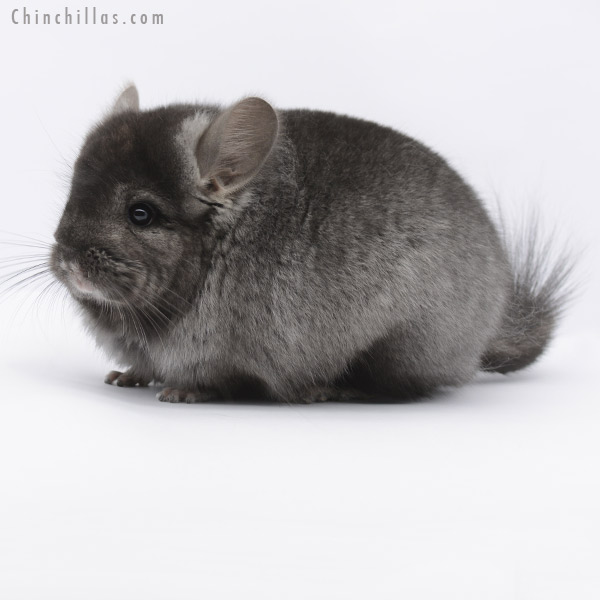 20277 Ebony ( Locken Carrier ) Royal Persian Angora Male Chinchilla