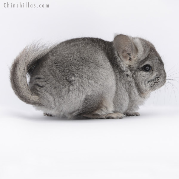 20278 Standard ( Ebony & Locken Carrier ) Royal Persian Angora Male Chinchilla