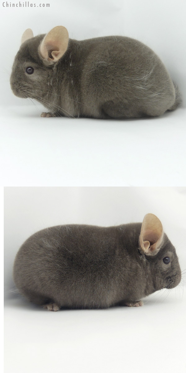 20081 Top Show Quality Dark Tan Male Chinchilla
