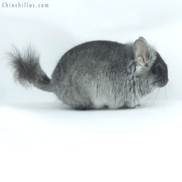 20078 Black Velvet ( Violet Carrier ) Royal Persian Angora Male Chinchilla