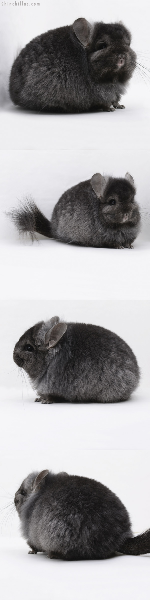 20238 Ebony ( Locken Carrier ) Royal Persian Angora Female Chinchilla