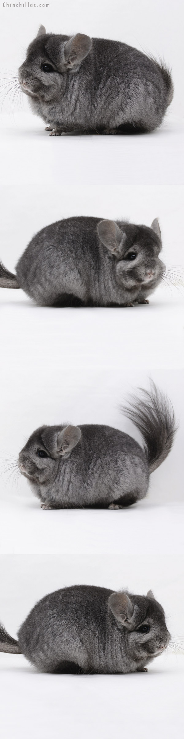 20250 Ebony ( Locken Carrier ) Royal Persian Angora Female Chinchilla