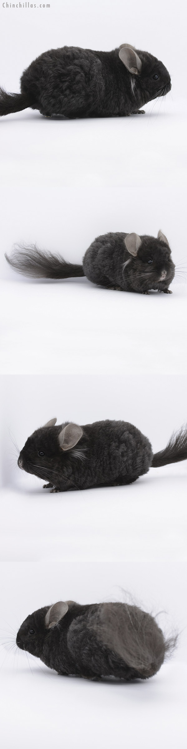 20265 Ebony Royal Imperial Angora Male Chinchilla