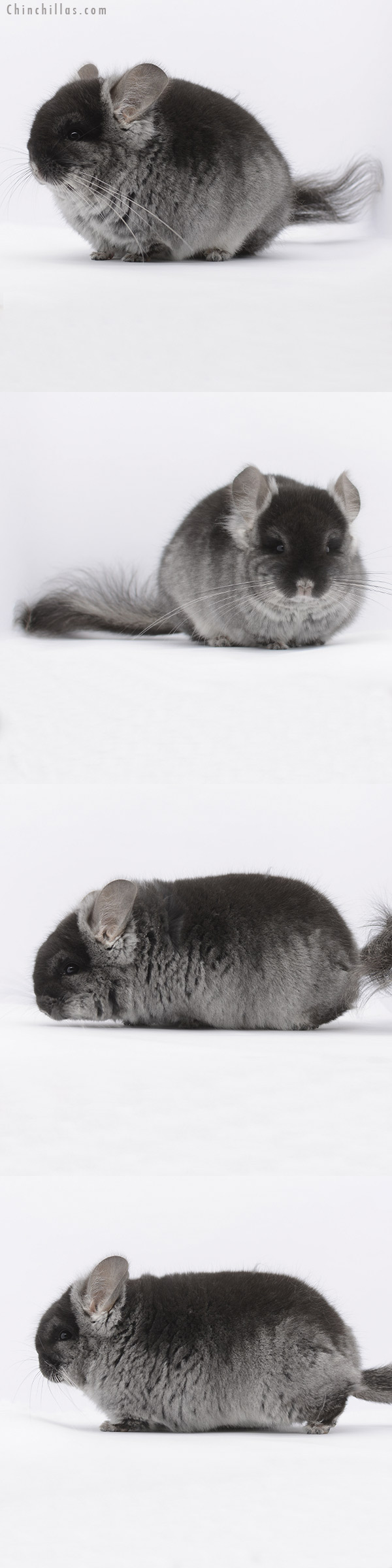 20286 Blocky Brevi Type Black Velvet Royal Persian Angora Male Chinchilla