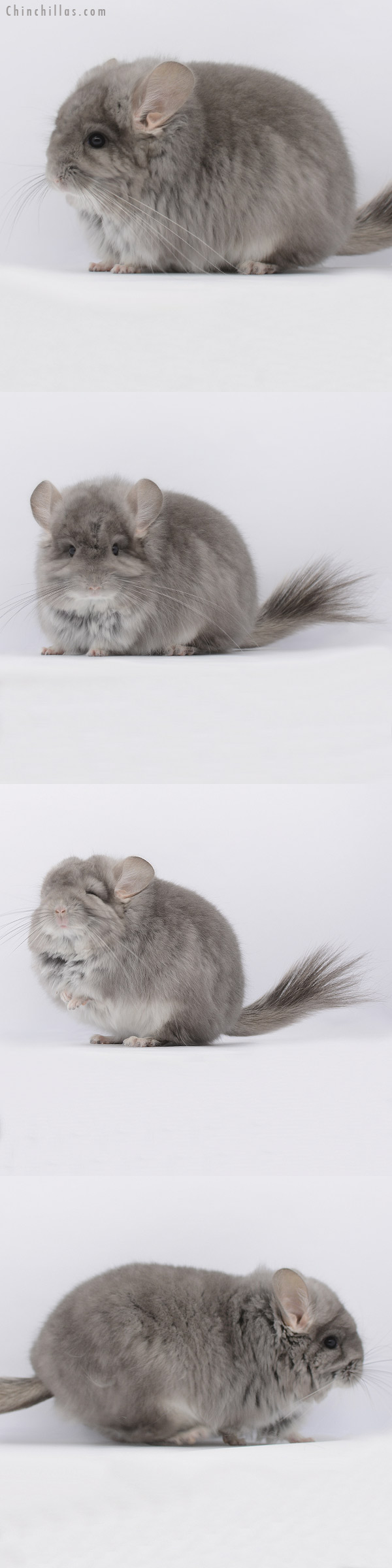 20285 Blocky Violet Royal Persian Angora Female Chinchilla