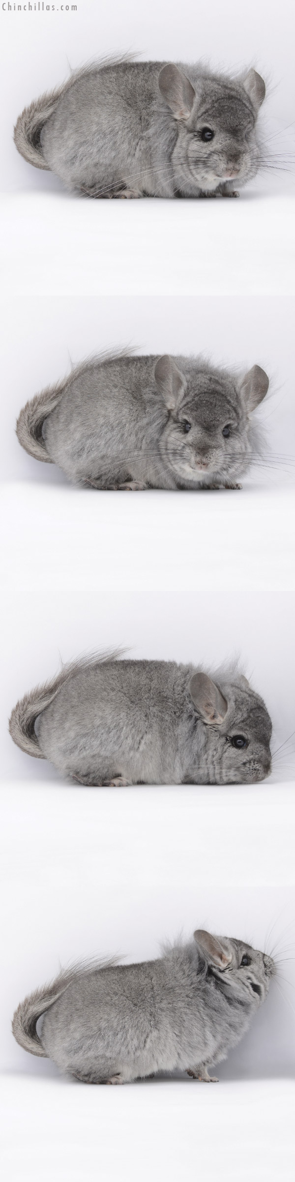 20287 Standard Royal Persian Angora Male Chinchilla with Lion Mane