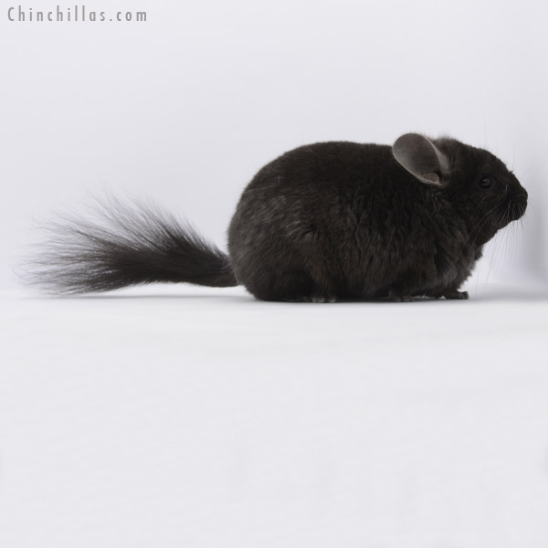 20260 Ebony ( Locken Carrier ) Royal Persian Angora Male Chinchilla