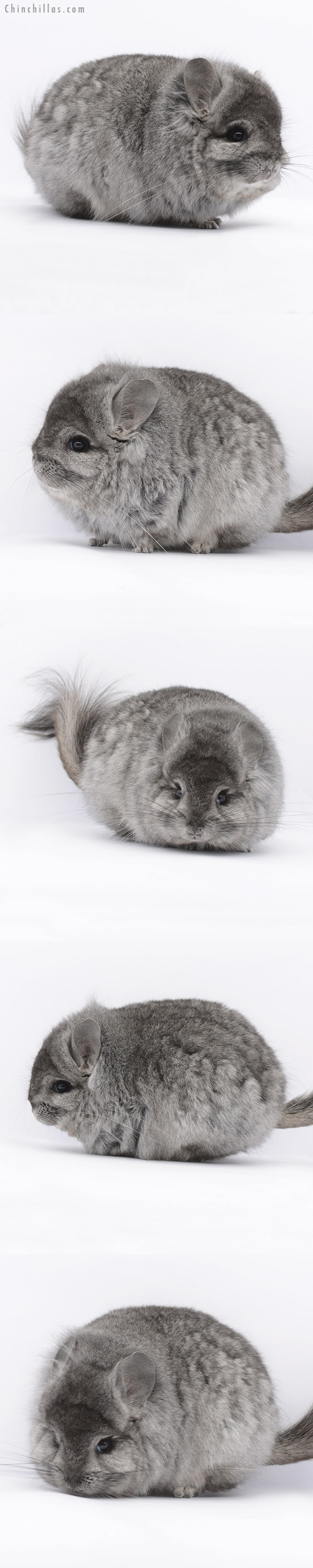 20295 Exceptional Standard ( Ebony & Locken Carrier ) Royal Persian Angora Male Chinchilla