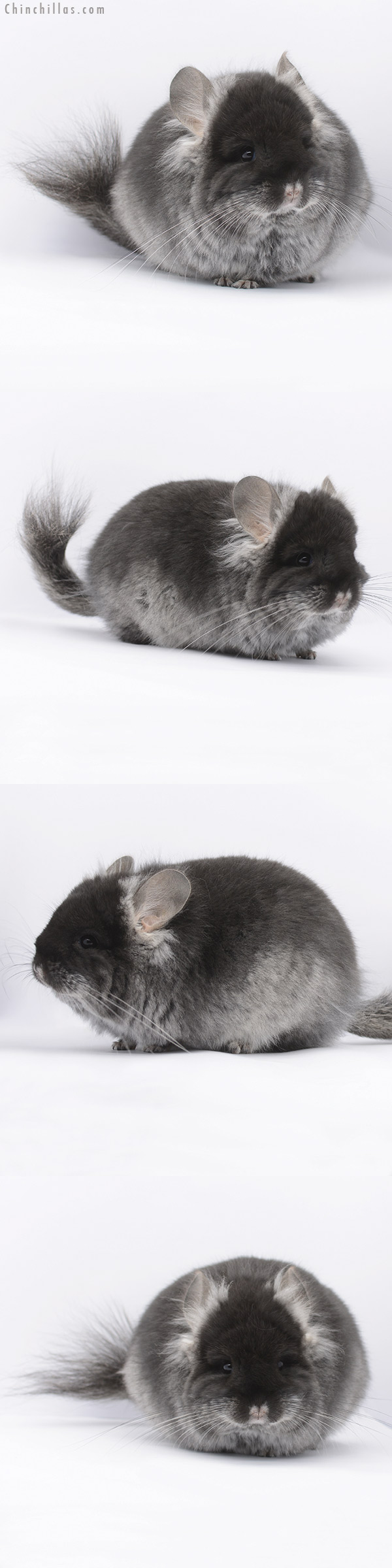 20292 Black Velvet Royal Persian Angora Female Chinchilla